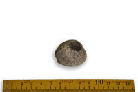 F 09988
<br/>
<br/>
<em></em>